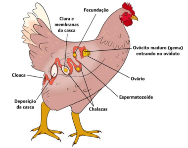 Pigmentação natural da gema de ovos de consumo - Portal e-food | Tudo ...